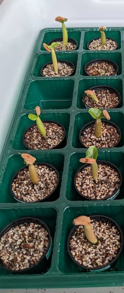 Adenium arabicum (アデニウム アラビカム)