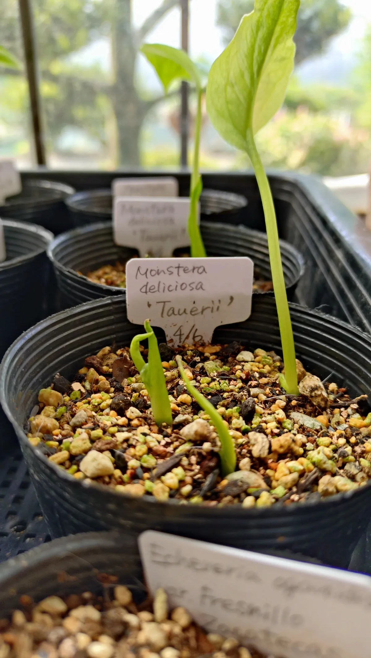 Monstera deliciosa Tauerii (モンステラ タウエリー)