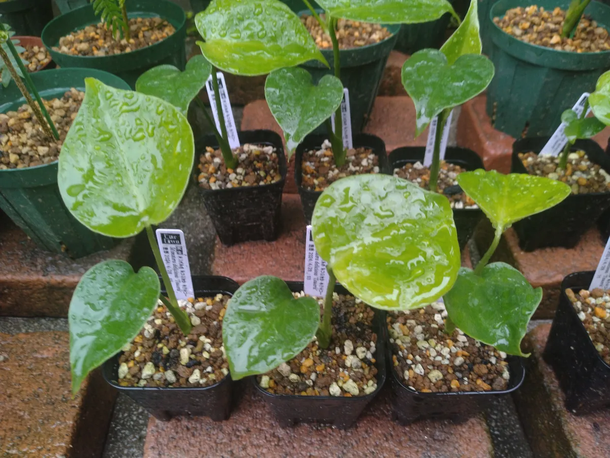 Monstera deliciosa Tauerii (モンステラ タウエリー)