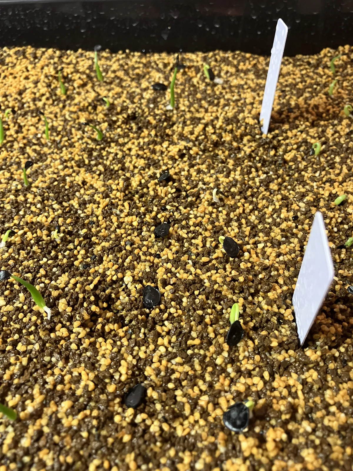 Agave gentryi La Escondida (アガベ ジェントリー ラ・エスコンディーダ)