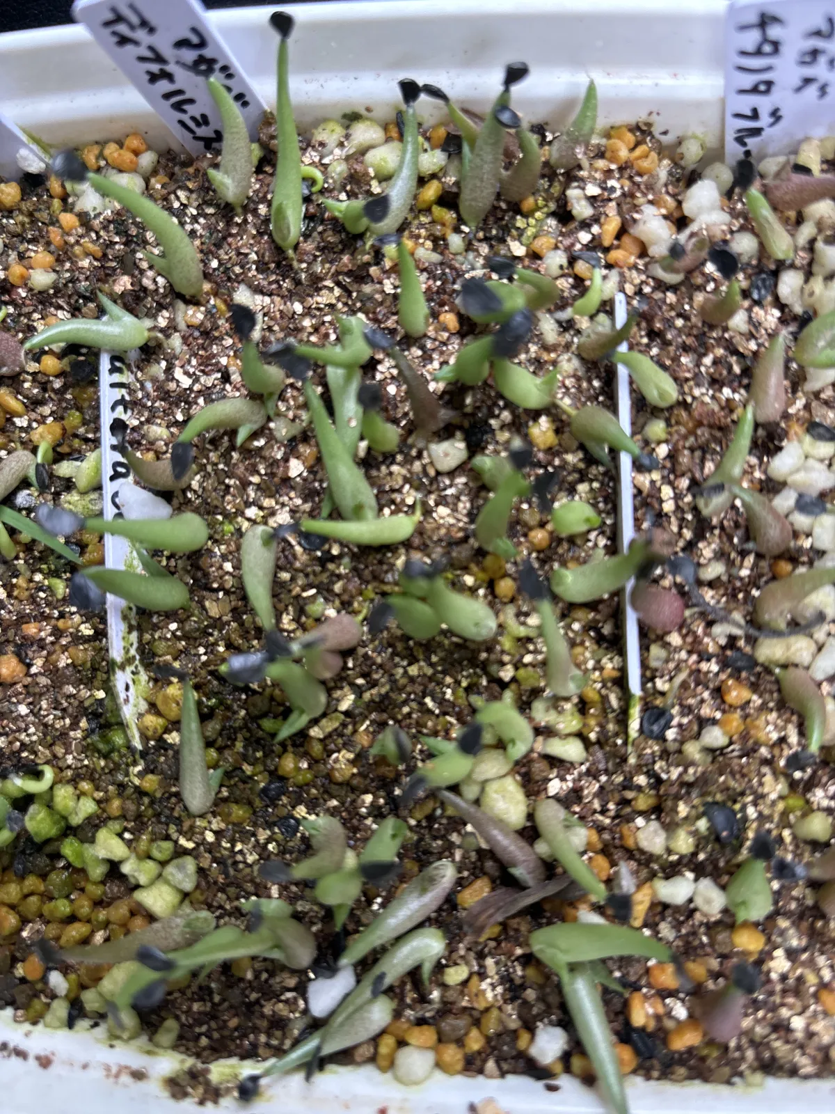 Agave difformis (アガベ ディフォルミス)