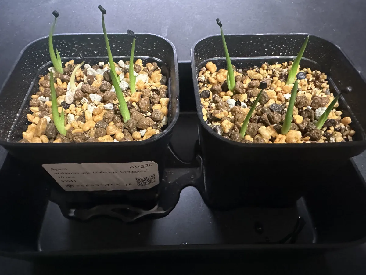 Agave utahensis ssp. utahensis 'Compacta' (アガベ ユタエンシスコンパクタ)