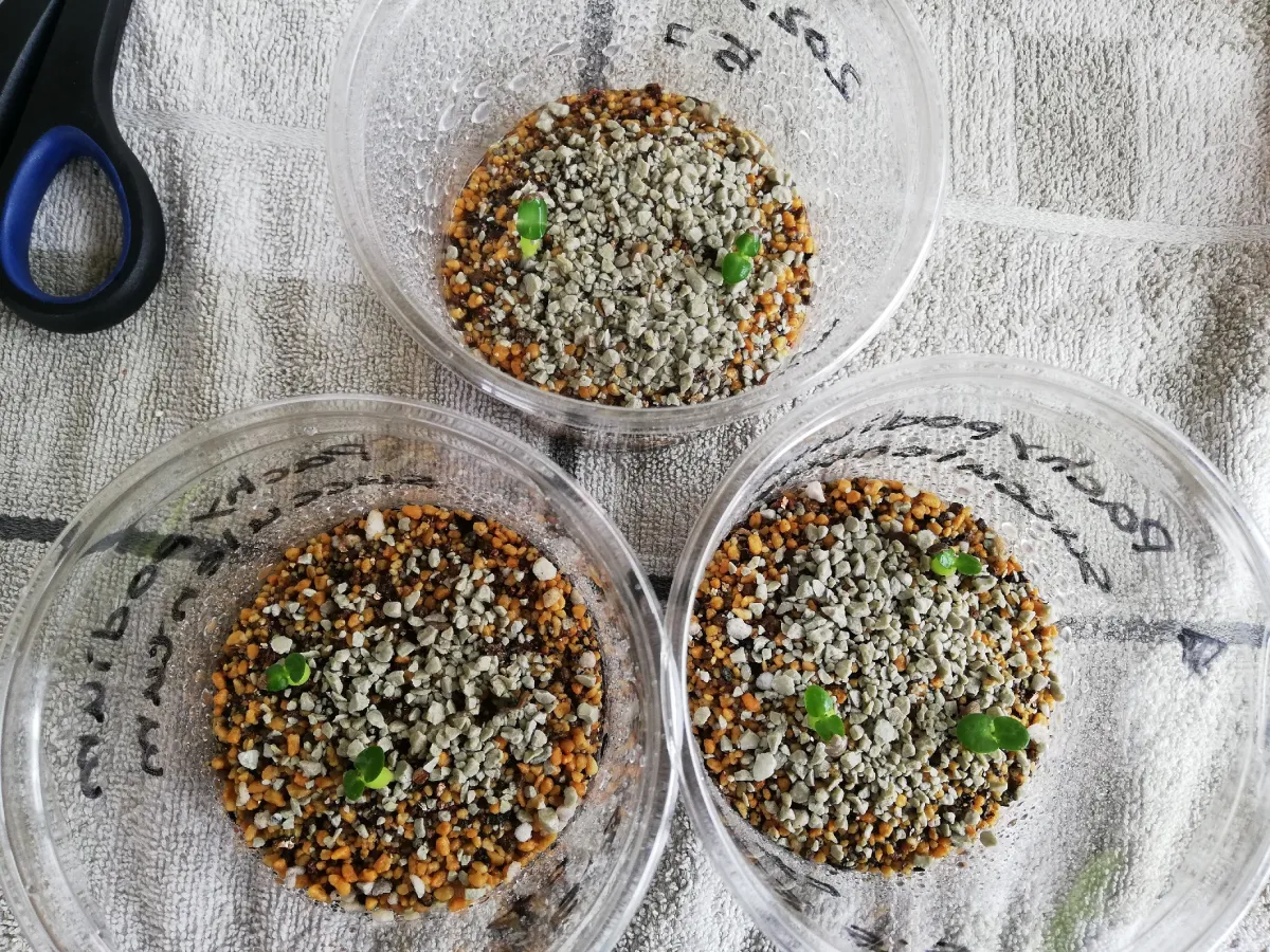 Pachypodium succulentum (パキポディウム サキュレンタム 天馬空)