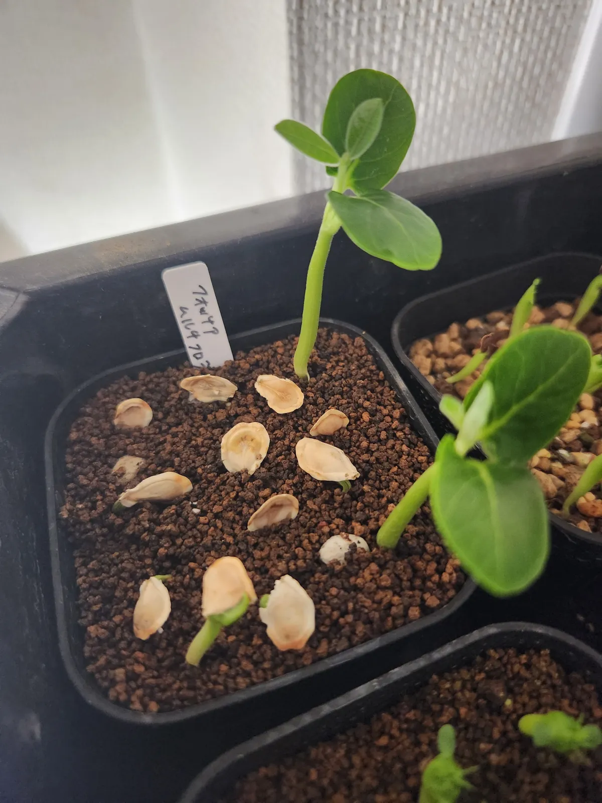 Fockea multiflora (フォッケア ムルチフローラ)