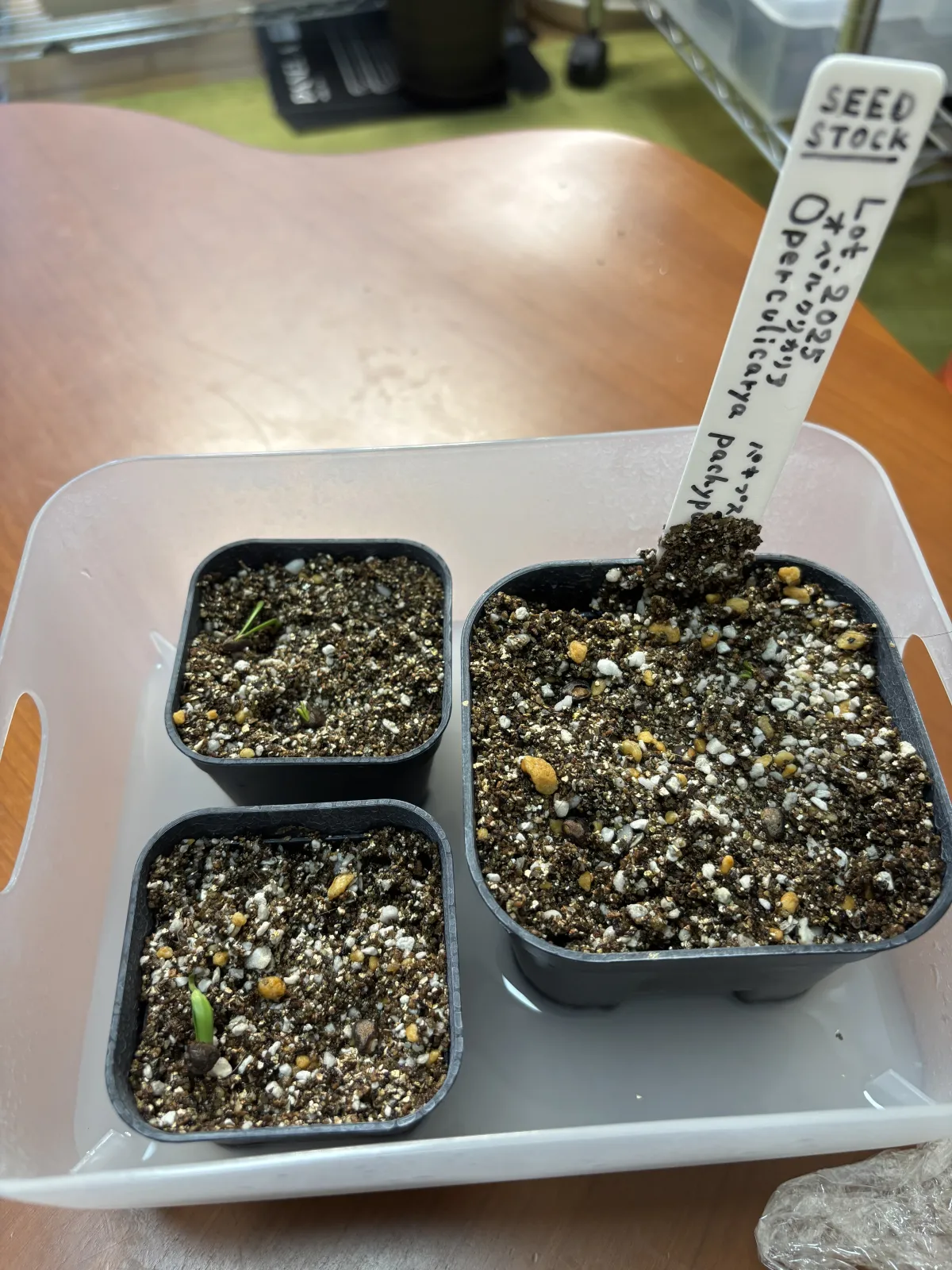 Operculicarya pachypus (オペルクリカリア パキプス2025D)