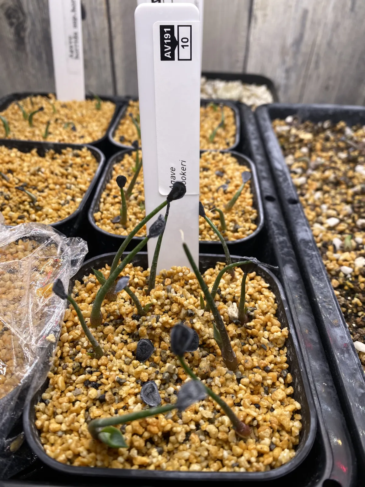 Agave hookeri (アガベ フーケリ)