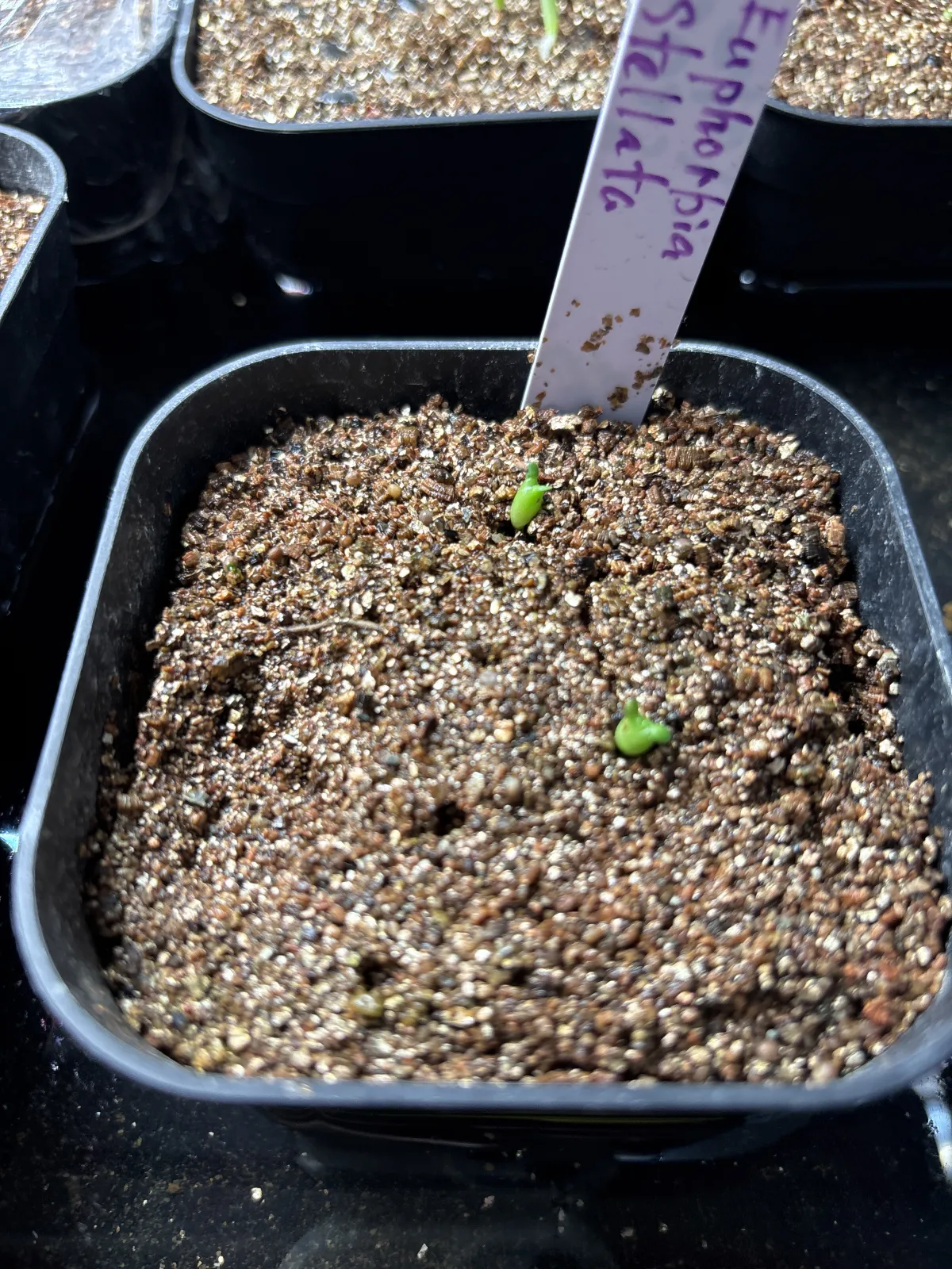 Euphorbia stellata (ユーフォルビア ステラータ 飛竜)