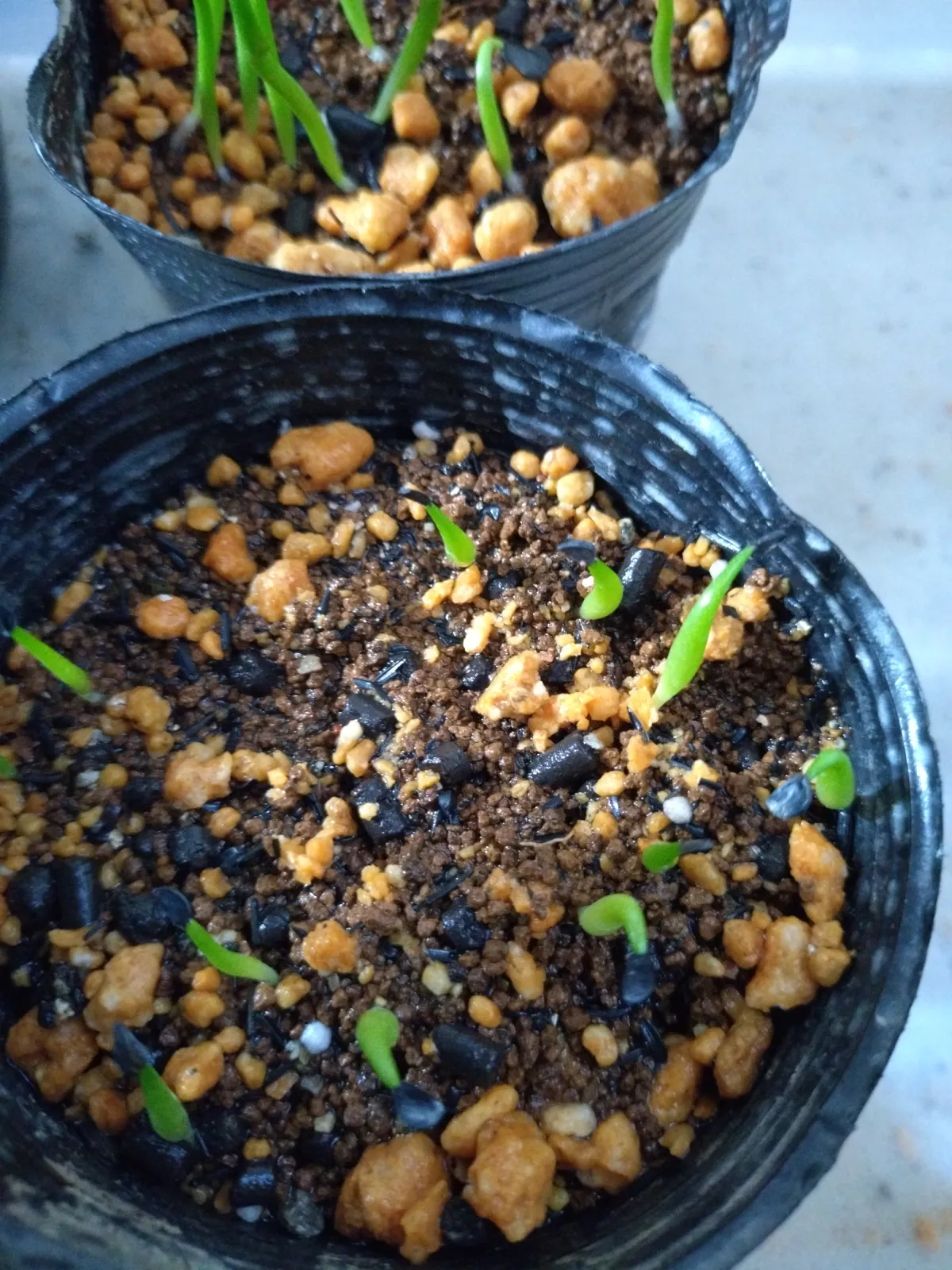 Agave oteroi (アガベ オテロイ)