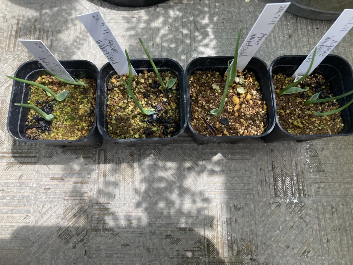 Agave parryi var. huachucensis 'Wakefield' (アガベ パリー ウェイクフィールド)