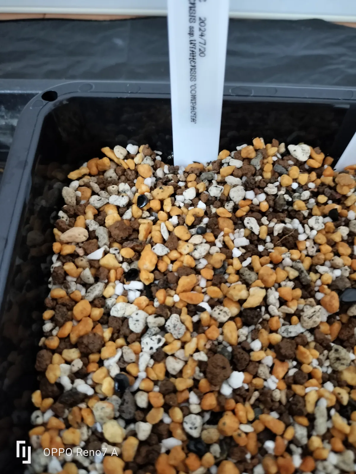 Agave utahensis ssp. utahensis 'Compacta' (アガベ ユタエンシスコンパクタ)