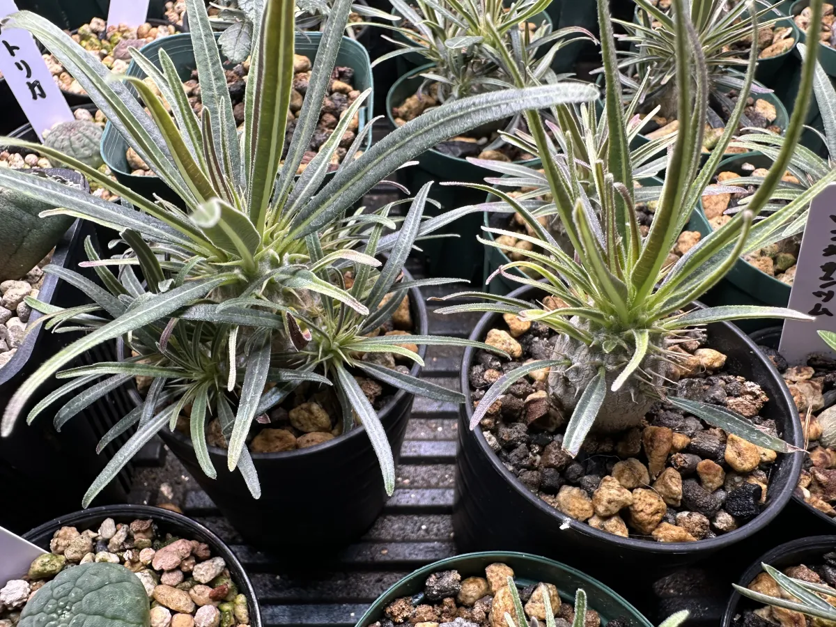 Pachypodium rosulatum var. gracilius (パキポディウム グラキリス)