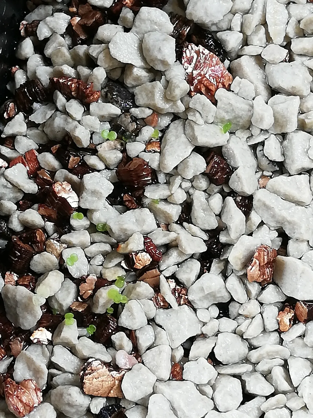 Echeveria laui La Roseta (エケベリア ラウイ)