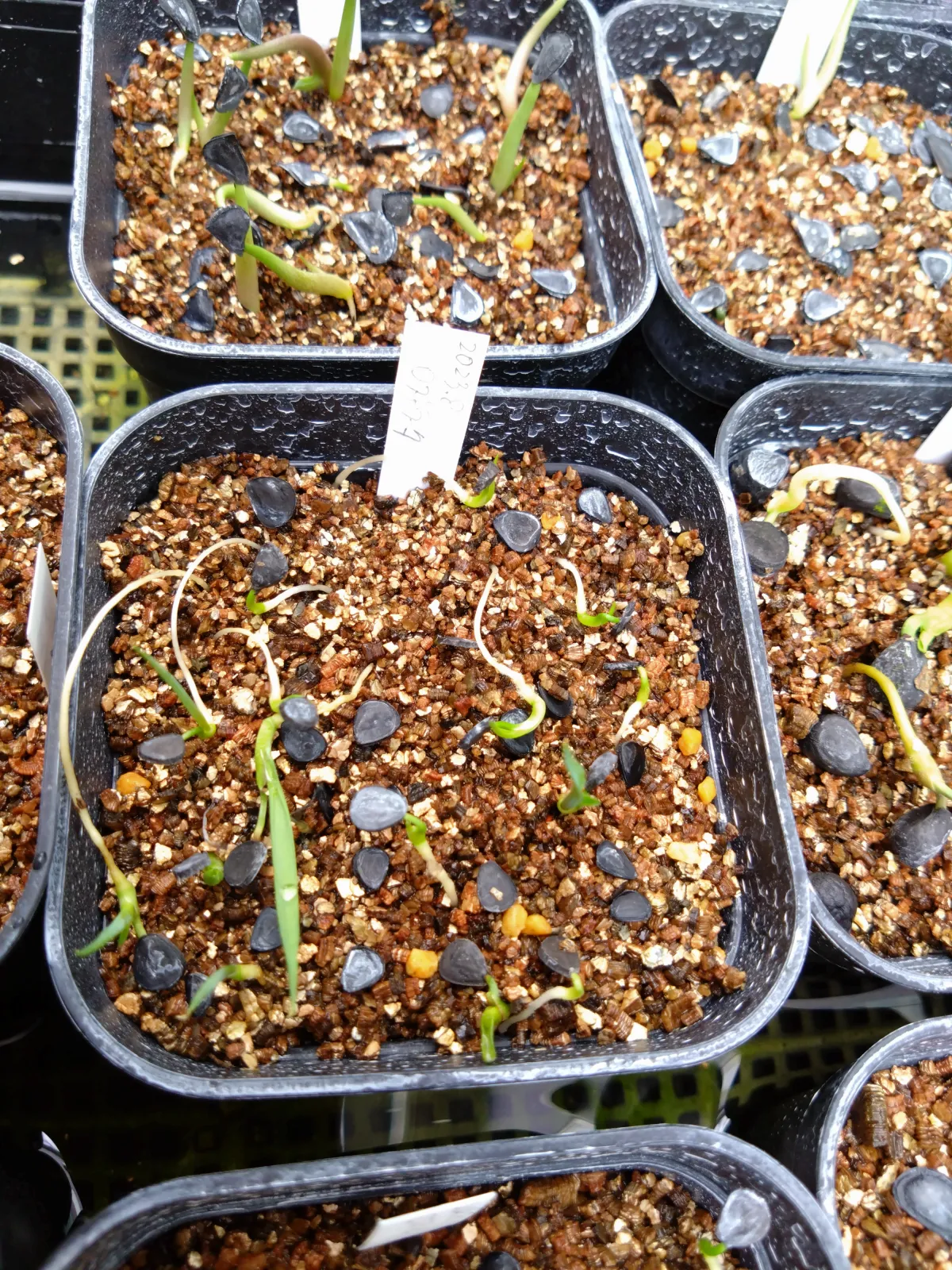 Yucca rostrata (ユッカ ロストラータ)