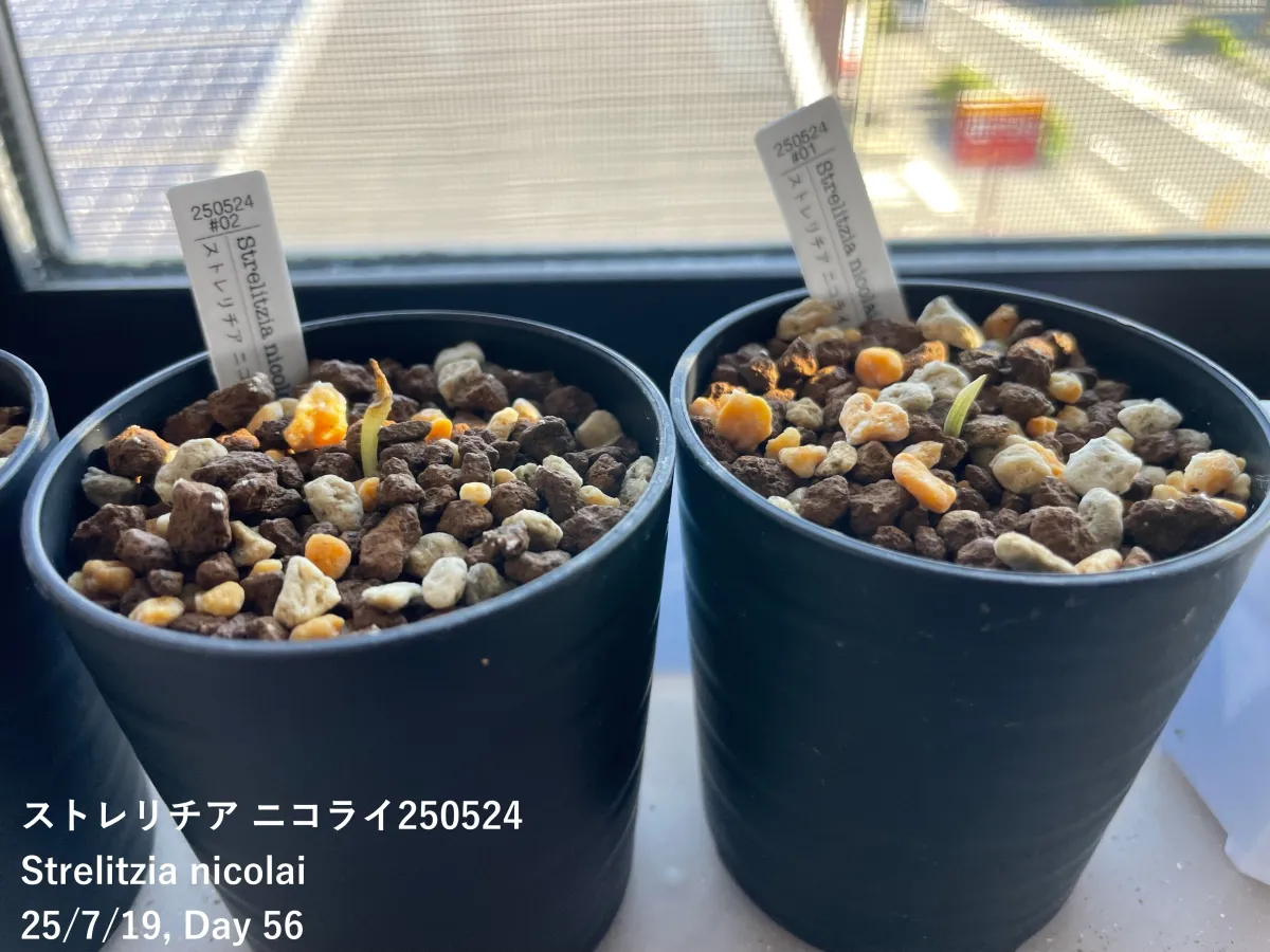 Strelitzia nicolai (ストレリチア ニコライ)