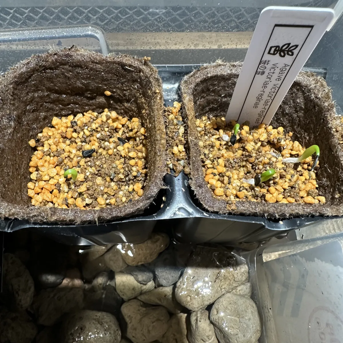 Agave victoriae-reginae (アガベ ビクトリアレジーナエ 笹の雪)