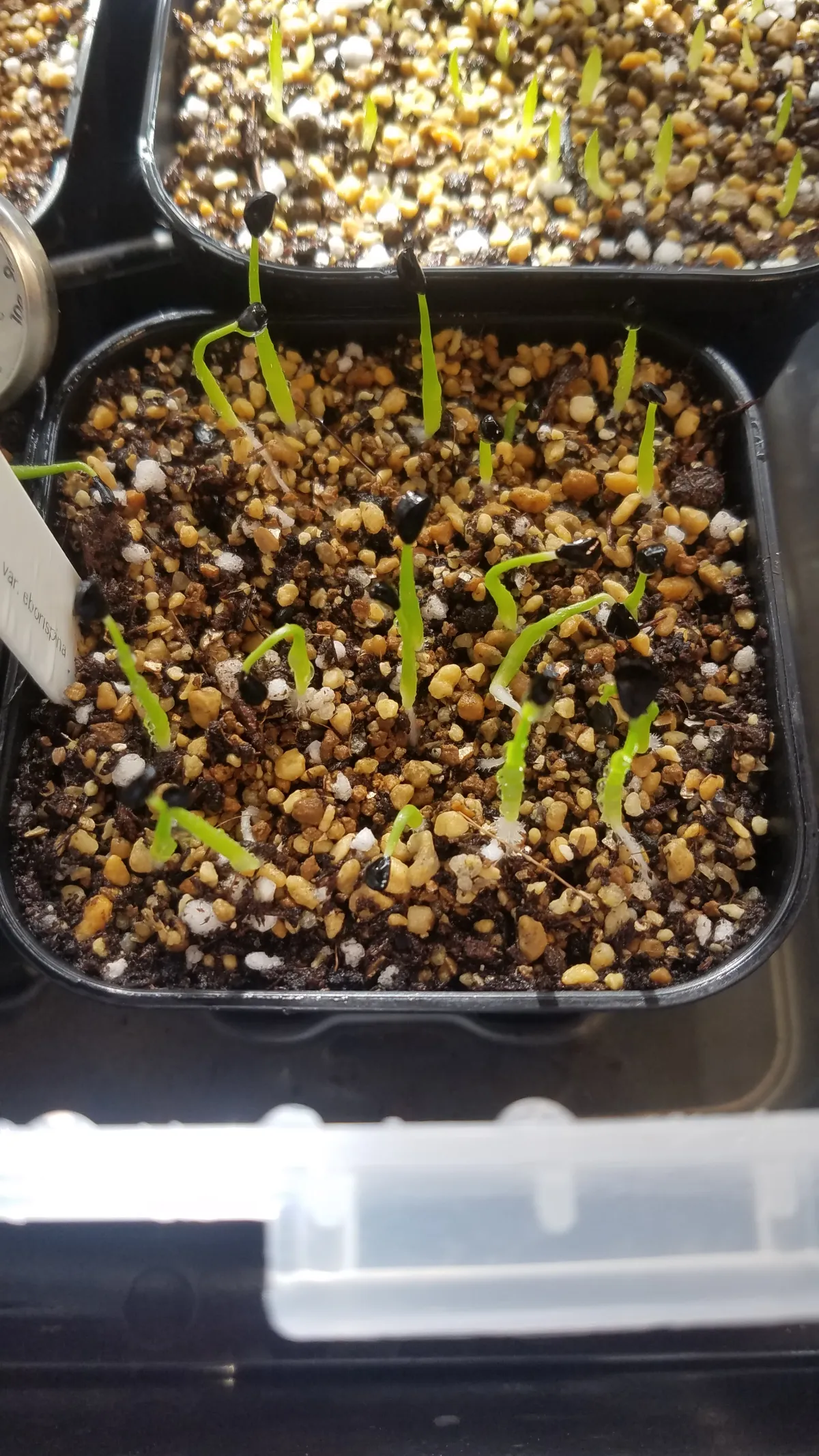 Agave utahensis var. eborispina (アガベ エボリスピナ)