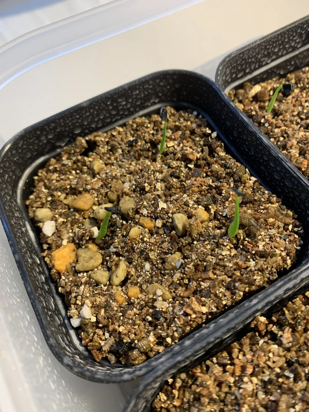 Agave horrida ssp. horrida (アガベ ホリダ)