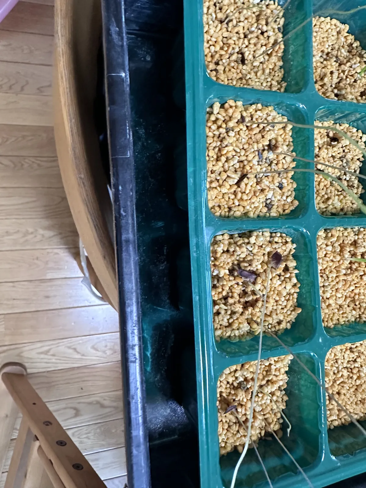 Dioscorea sylvatica (ディオスコレア シルバティカ)