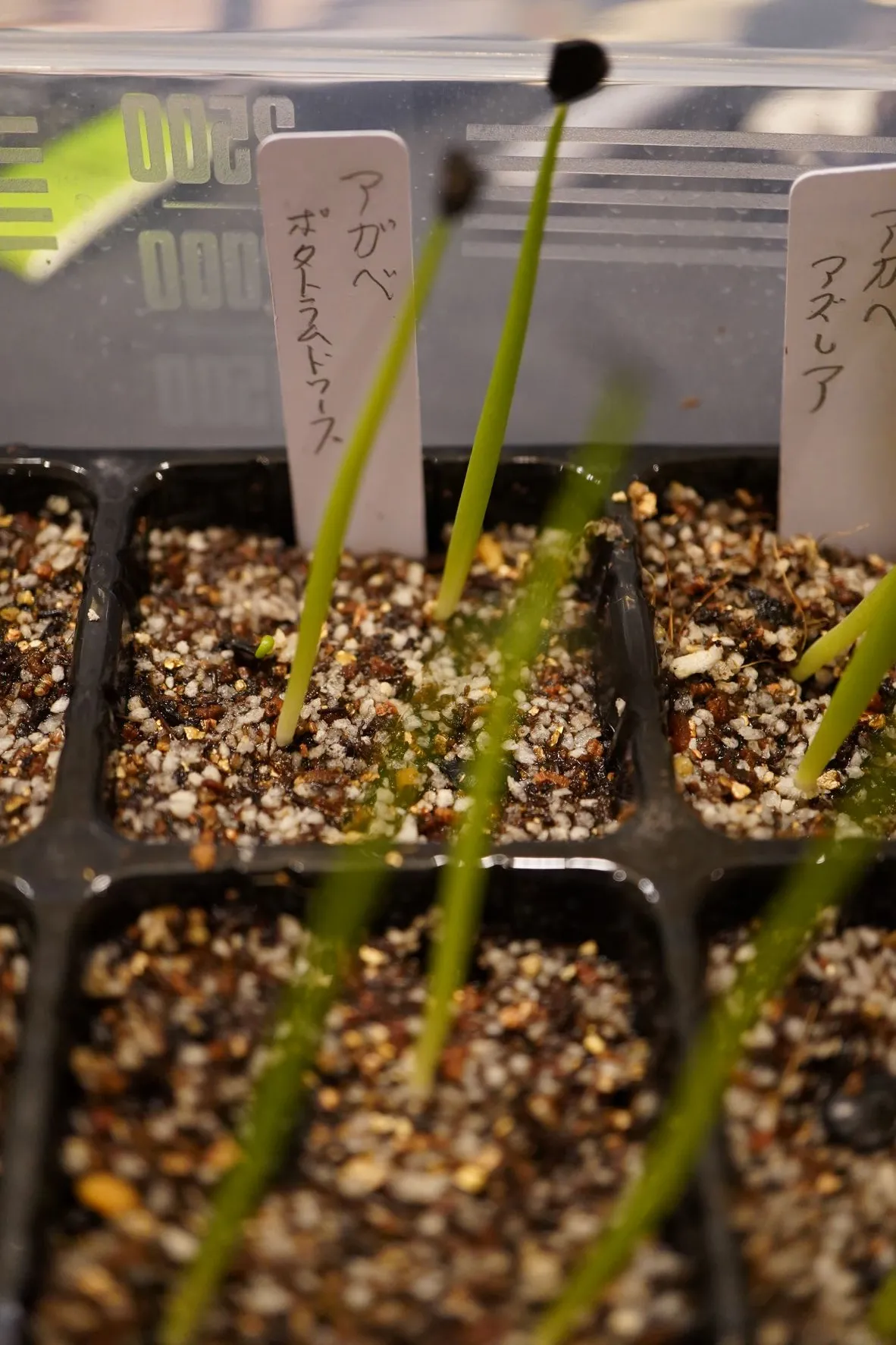 Agave potatorum Dwarf (アガベ ポタトラムドワーフ)