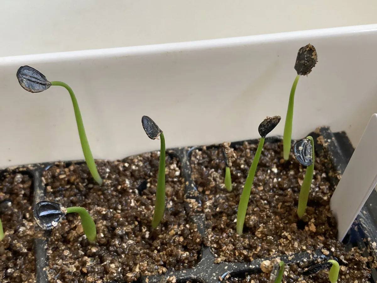 Agave potatorum Dwarf (アガベ ポタトラムドワーフ)