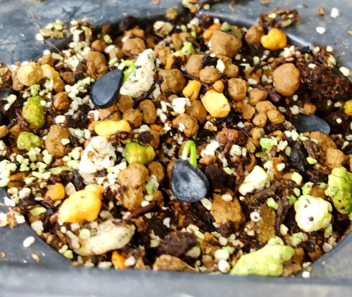 Yucca rostrata (ユッカ ロストラータ)