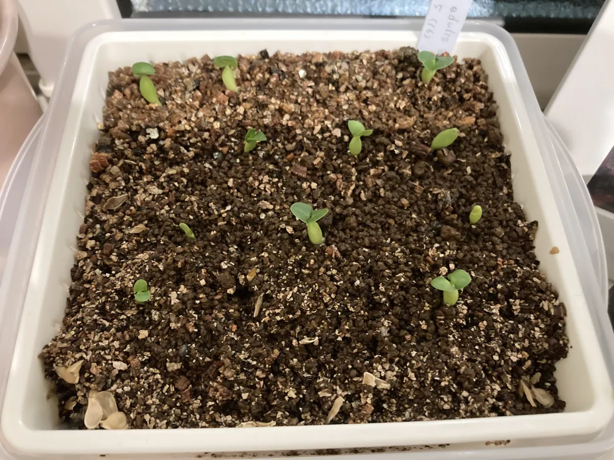 Fockea edulis (フォッケア 火星人)