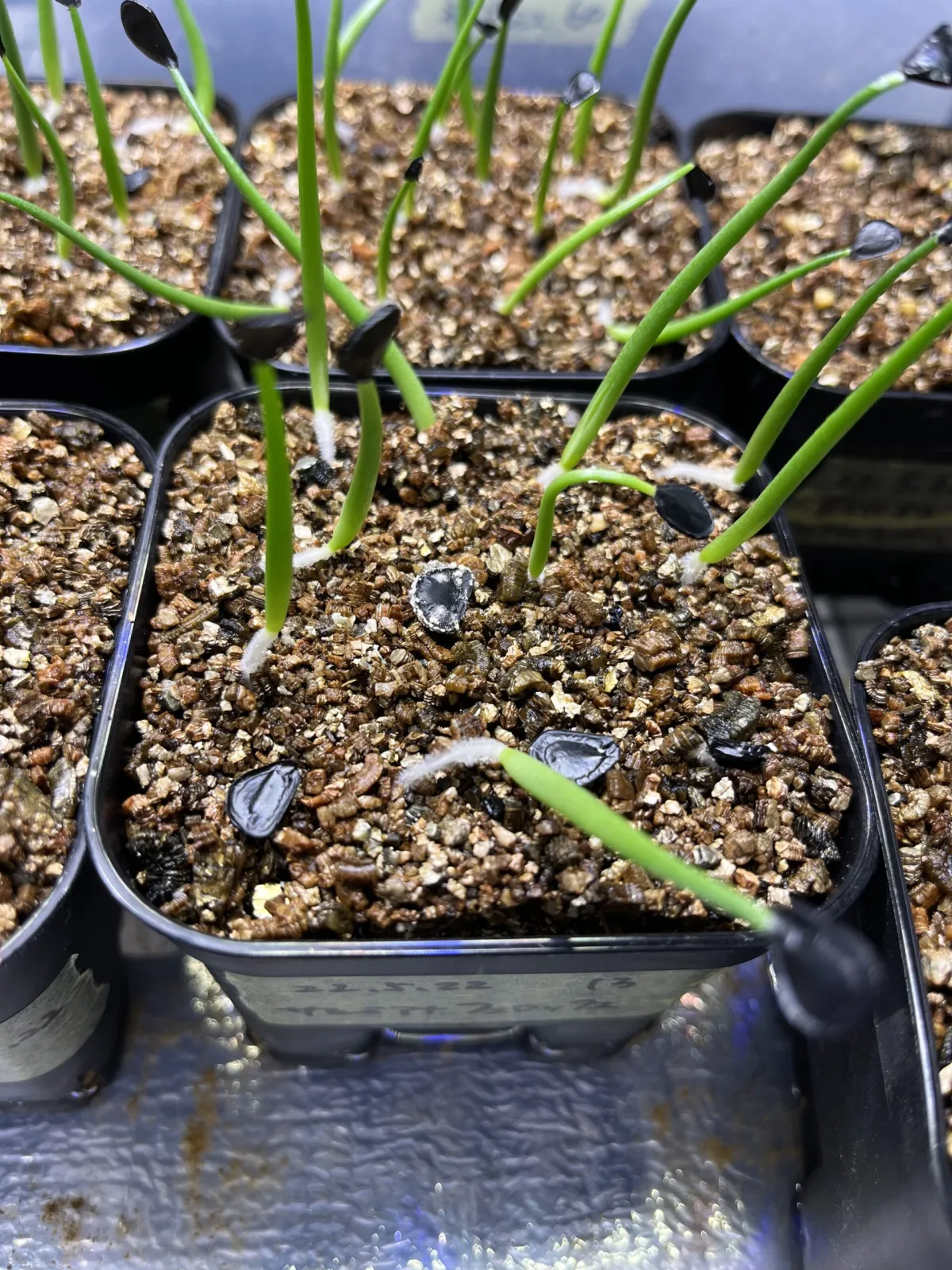 Agave salmiana var. ferox (アガベ フェロックス)