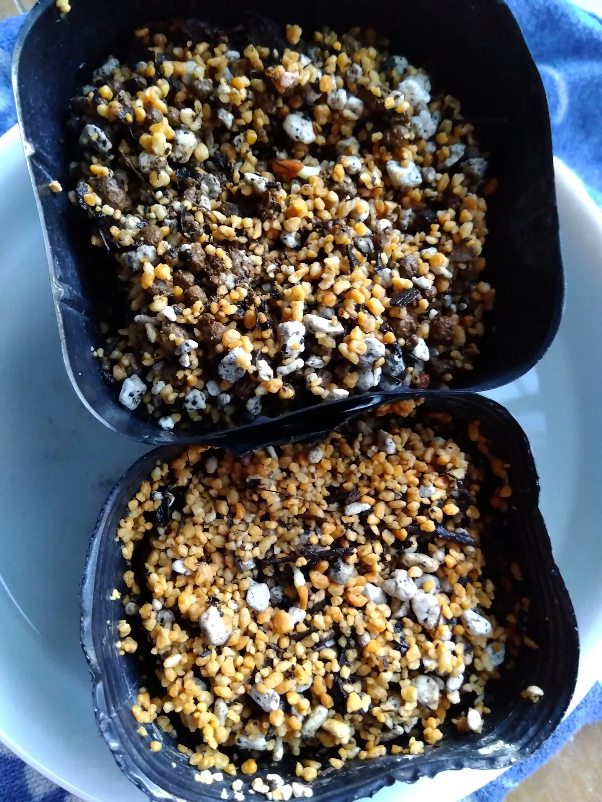 Pachypodium rosulatum var. gracilius (パキポディウム グラキリス)