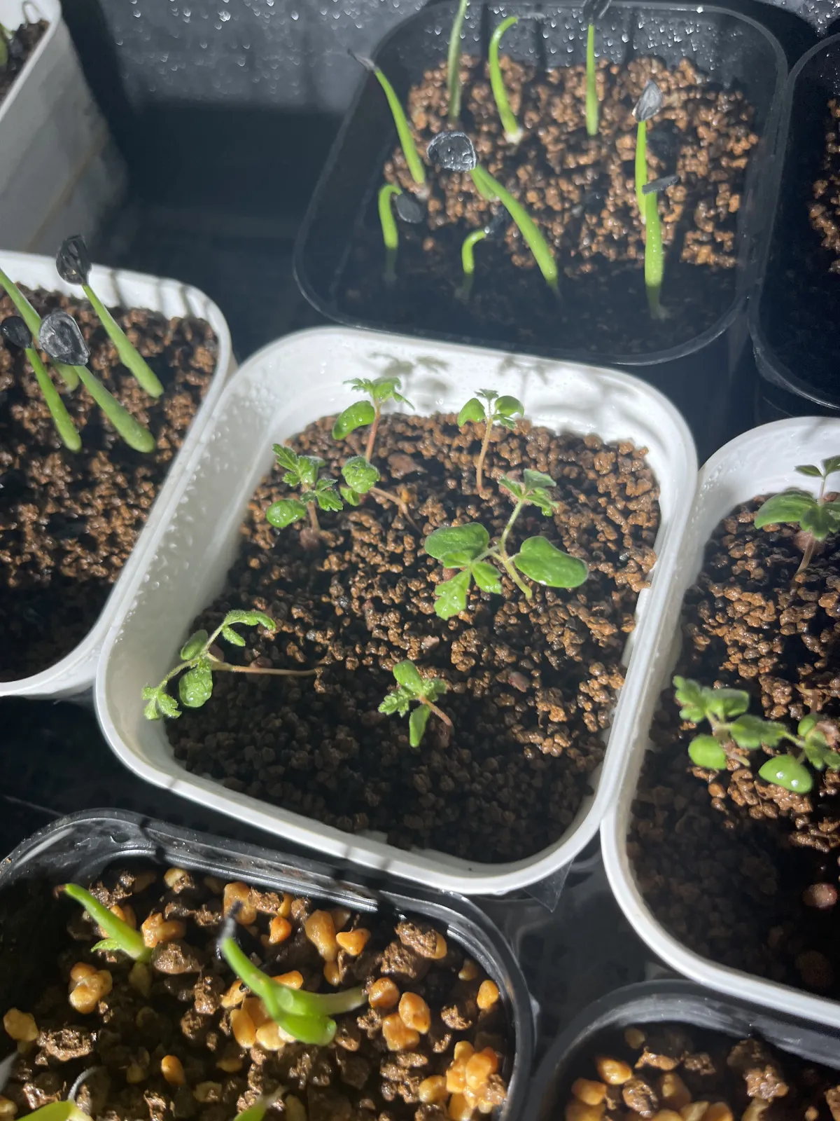 Pachycormus discolor (パキコルムス ディスカラー)