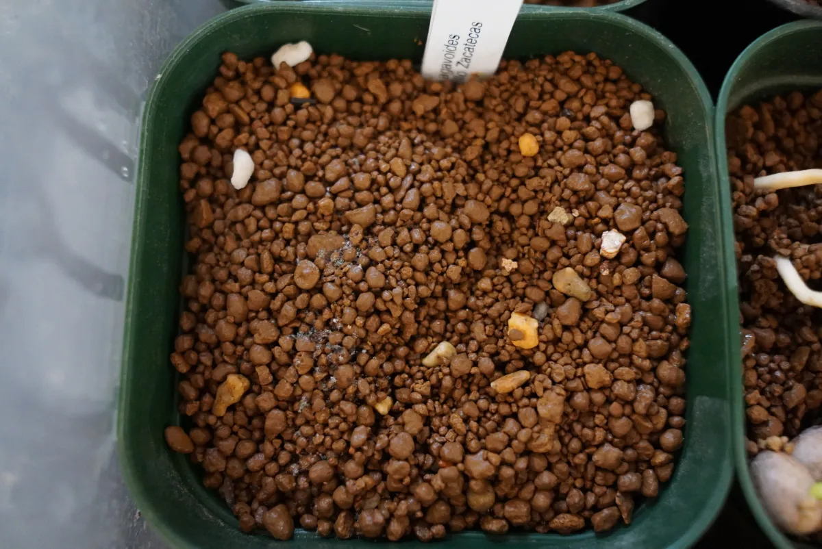 Echeveria agavoides var. agavoides Fresnillo Zacatecas (エケベリア アガボイデス フレスニーヨ サカテカス)