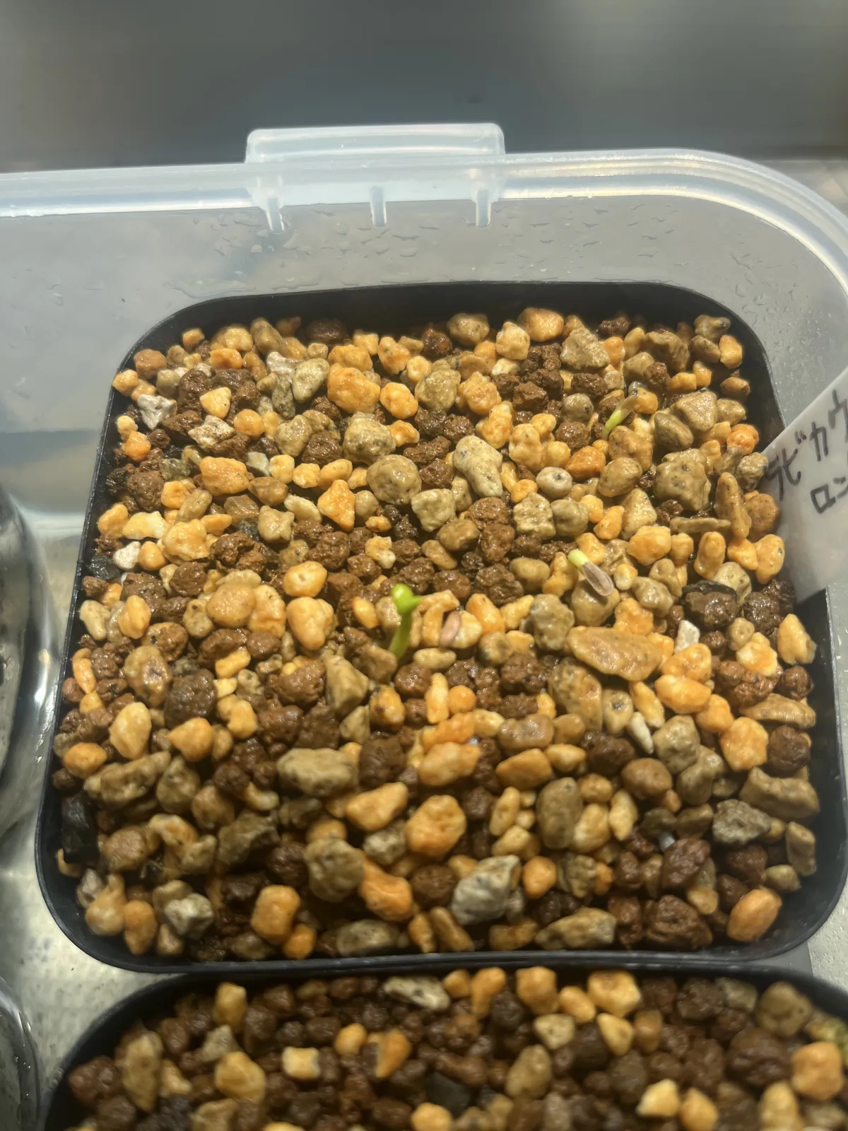 Pachypodium brevicaule (パキポディウム ブレビカウレ（長茎） ())