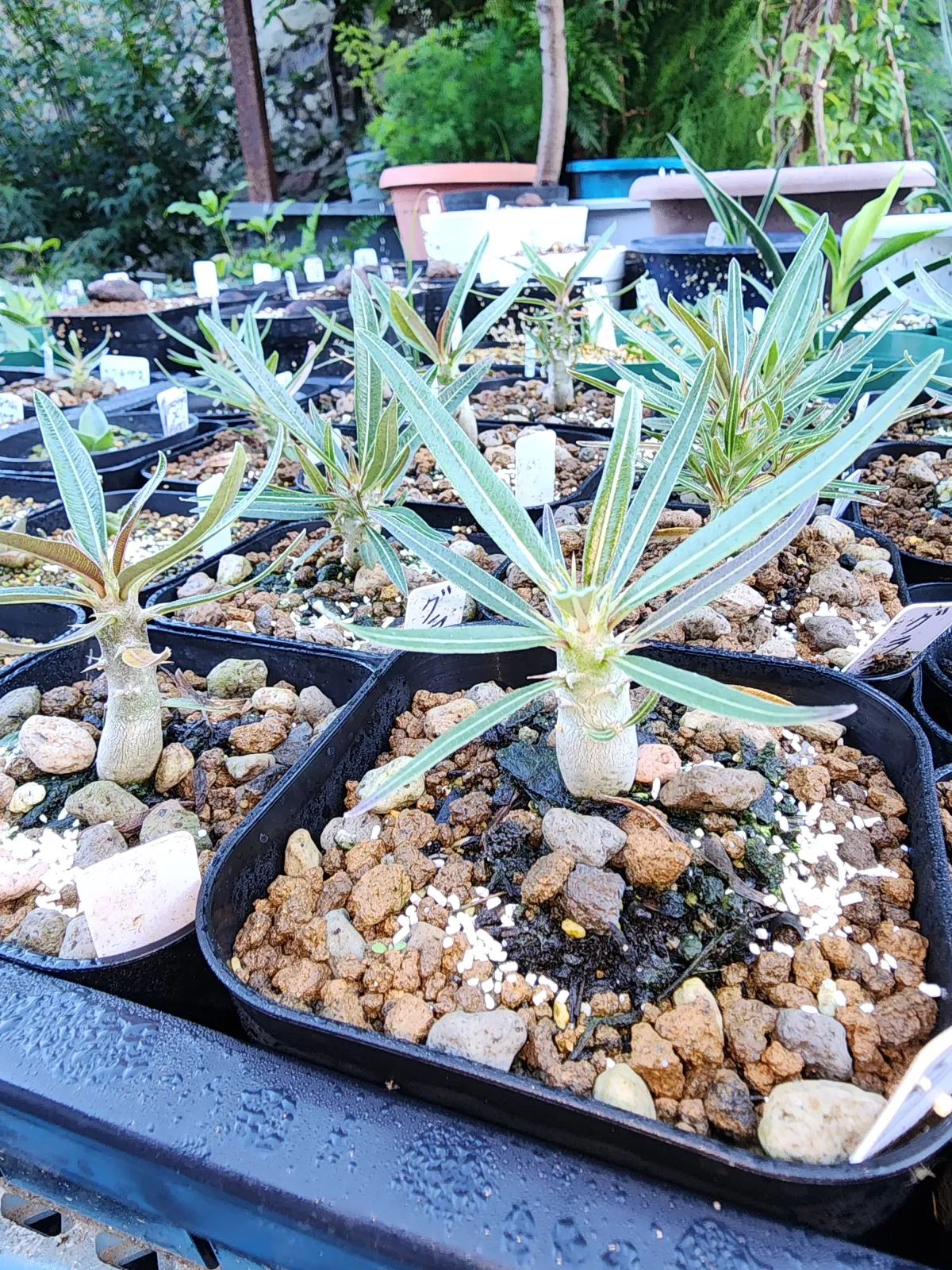 Pachypodium rosulatum var. gracilius (パキポディウム グラキリス)