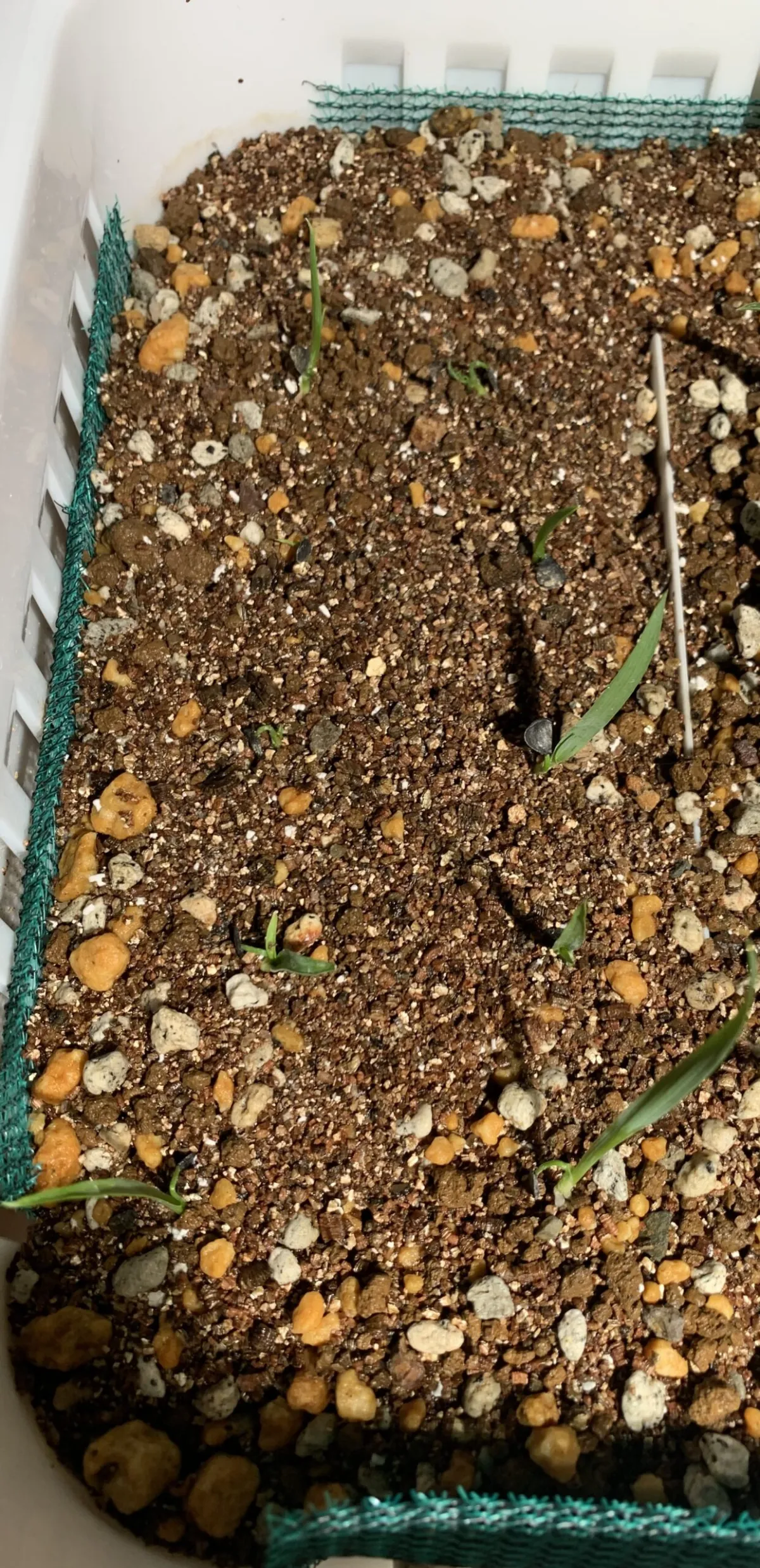 Yucca rigida (ユッカ リギダ)