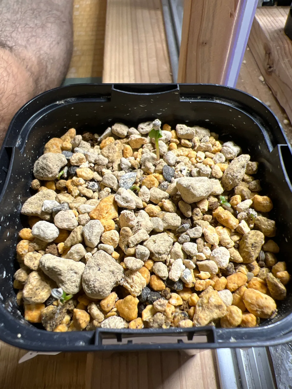 Phytolacca dioica (フィトラッカ ディオイカ)