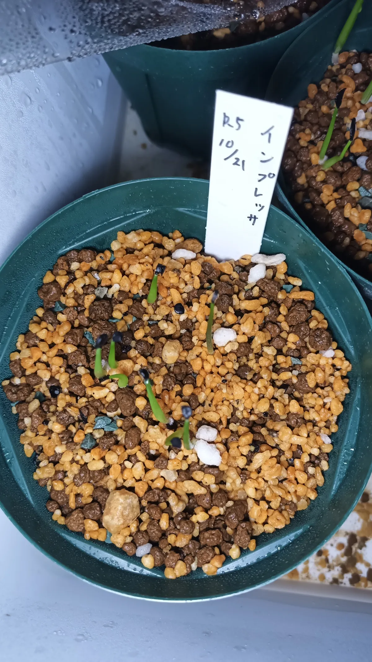 Agave impressa (アガベ インプレッサ)