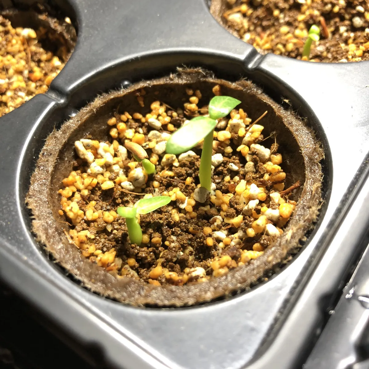 Pachypodium rosulatum var. gracilius (パキポディウム グラキリス)