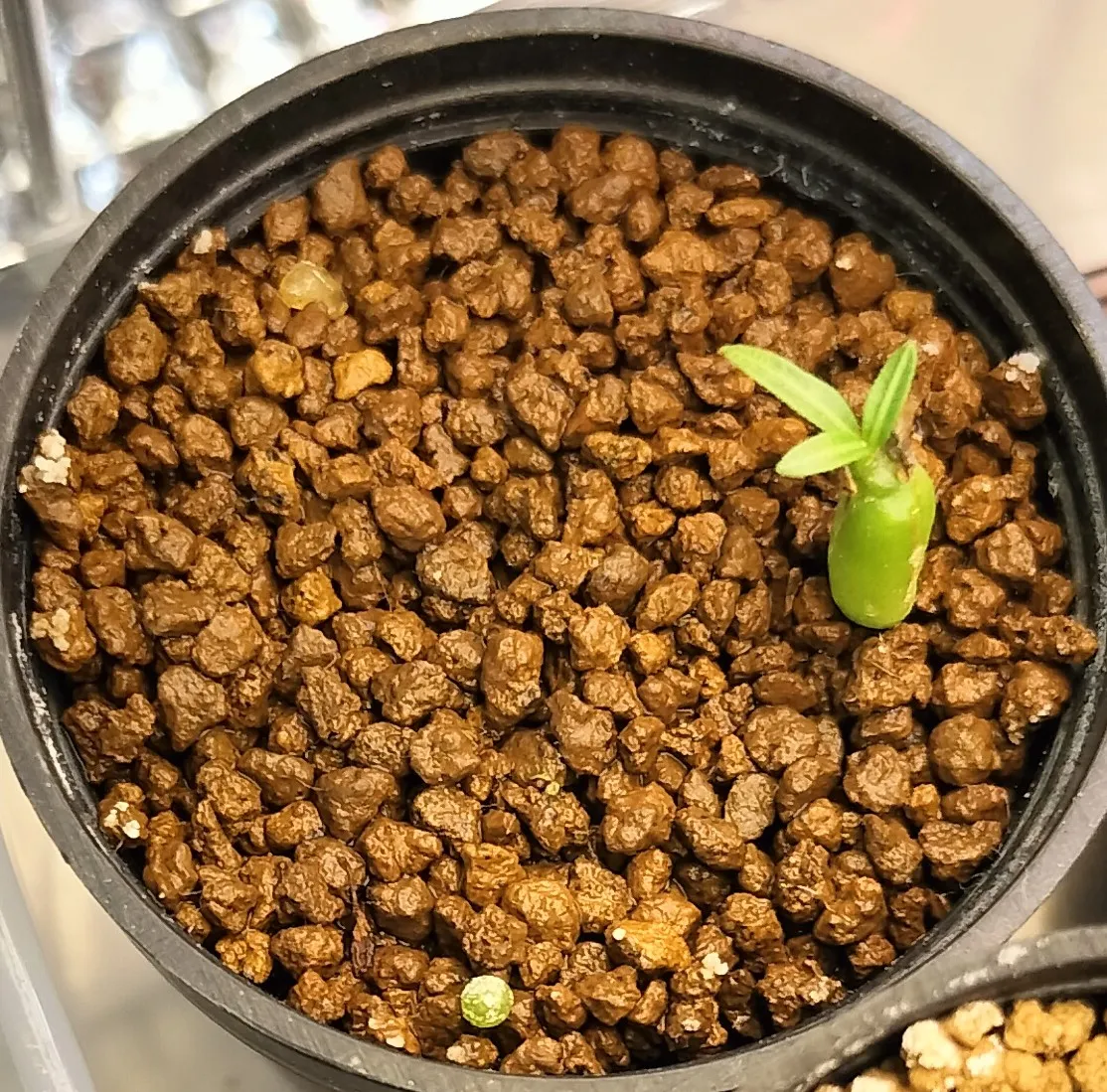 [無料種子] 発芽難 パキポディウム グラキリス　 Pachypodium rosulatum var. gracilius