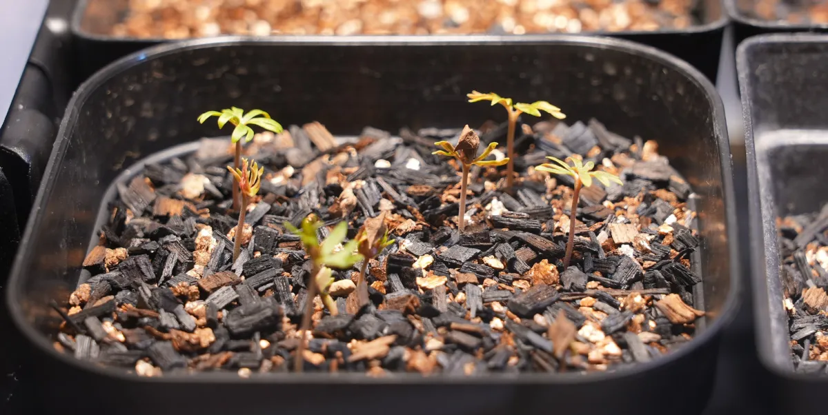 Boswellia sacra (ボスウェリア サクラ)