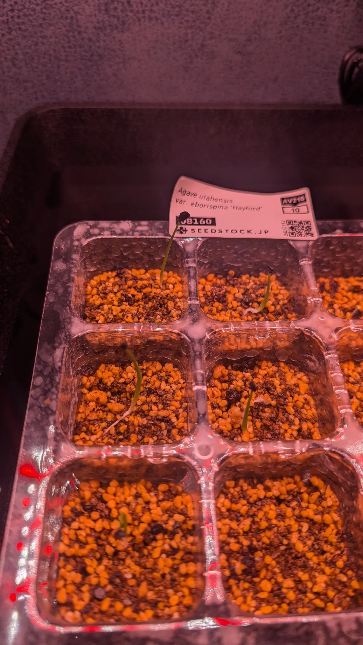 Agave utahensis var. eborispina 'Hayford' (アガベ エボリスピナ ヘイフォード)