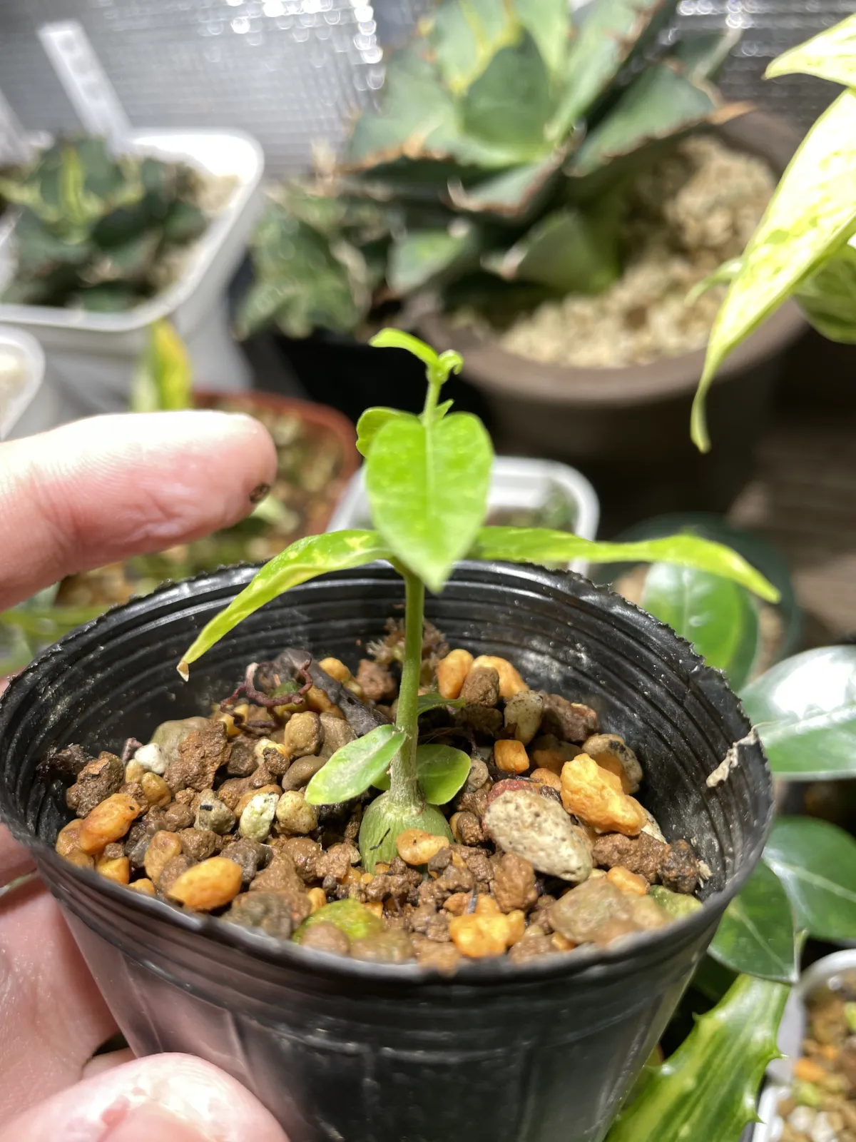 Fockea edulis (フォッケア 火星人)