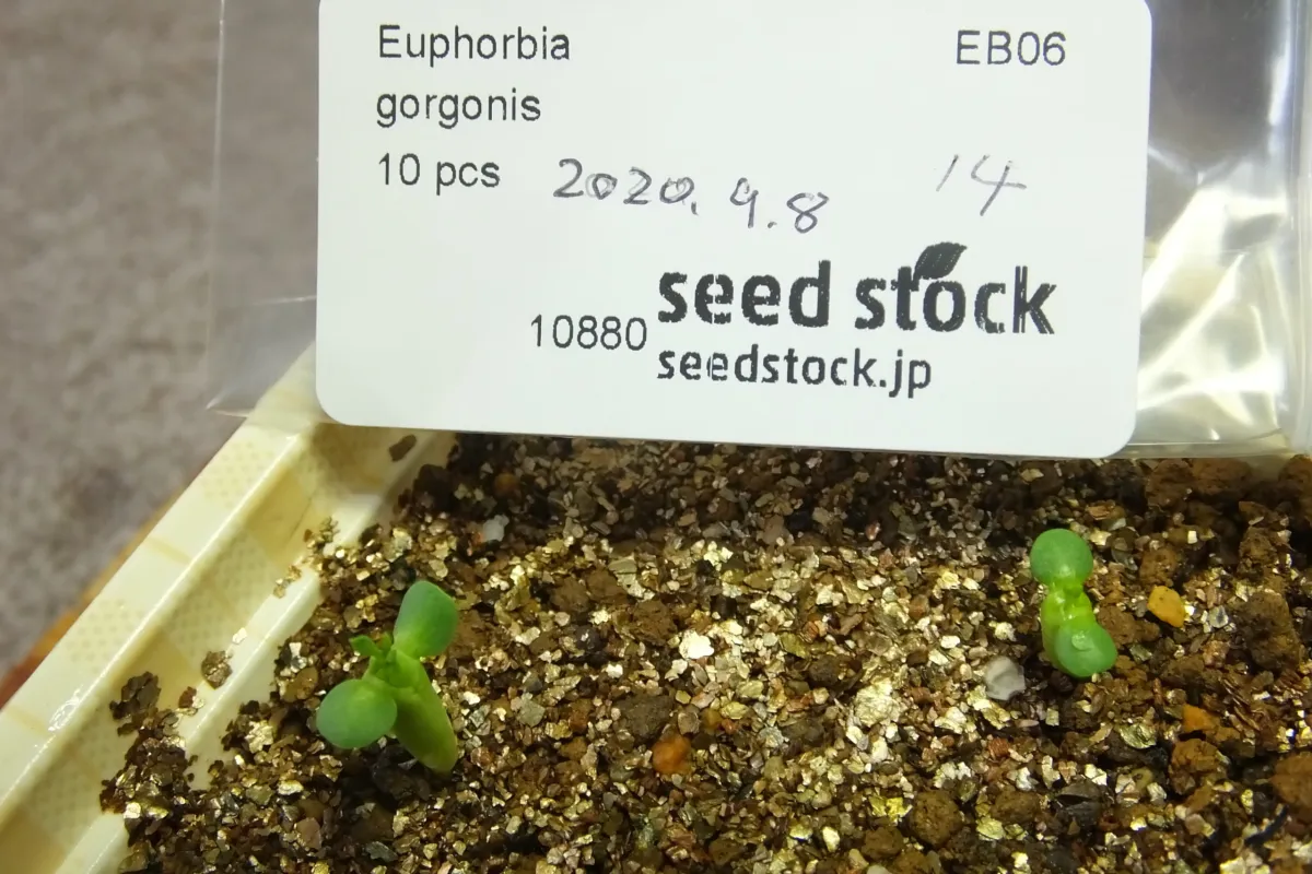 Euphorbia gorgonis (ユーフォルビア ゴルゴニス 金輪際)