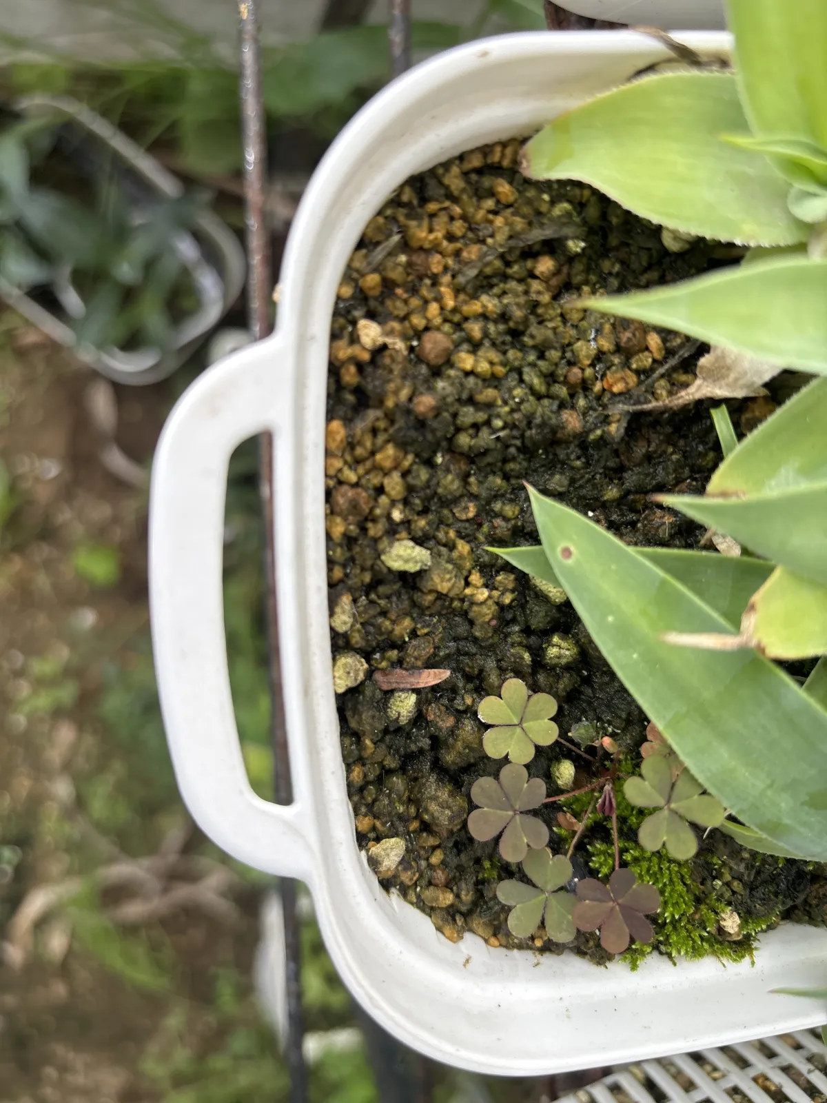 Agave mitis var. mitis (アガベ ミティス)