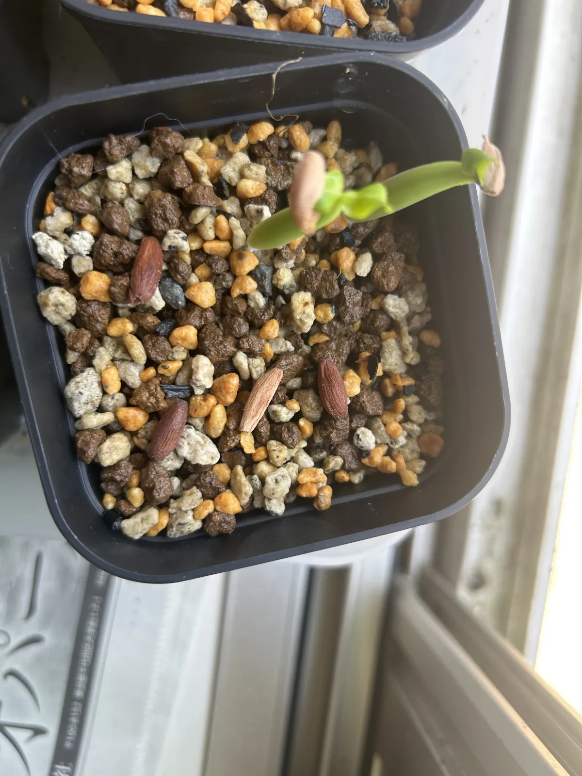 Adenium arabicum Godji x NSDD (アデニウム アラビカム ゴッジ  x NSDD)