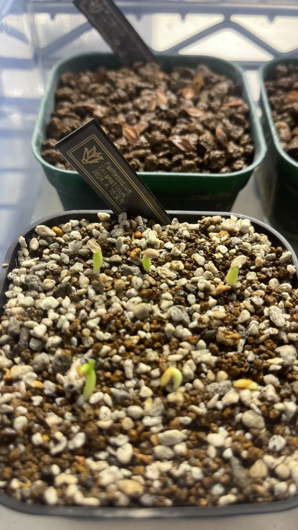 Pachypodium enigmaticum (パキポディウム エニグマチカム)