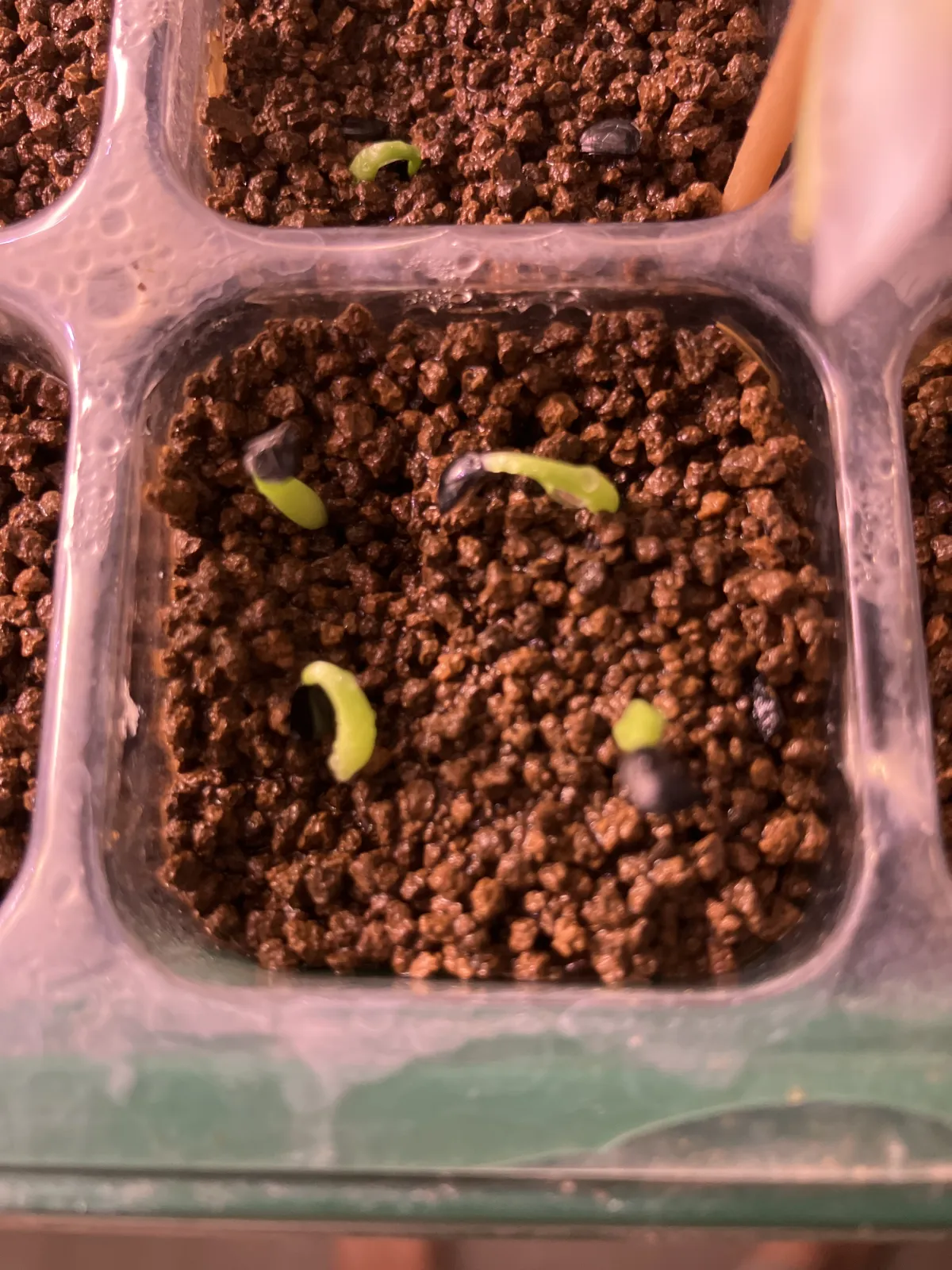 Agave stricta rubra (アガベ ストリクタ ルブラ)