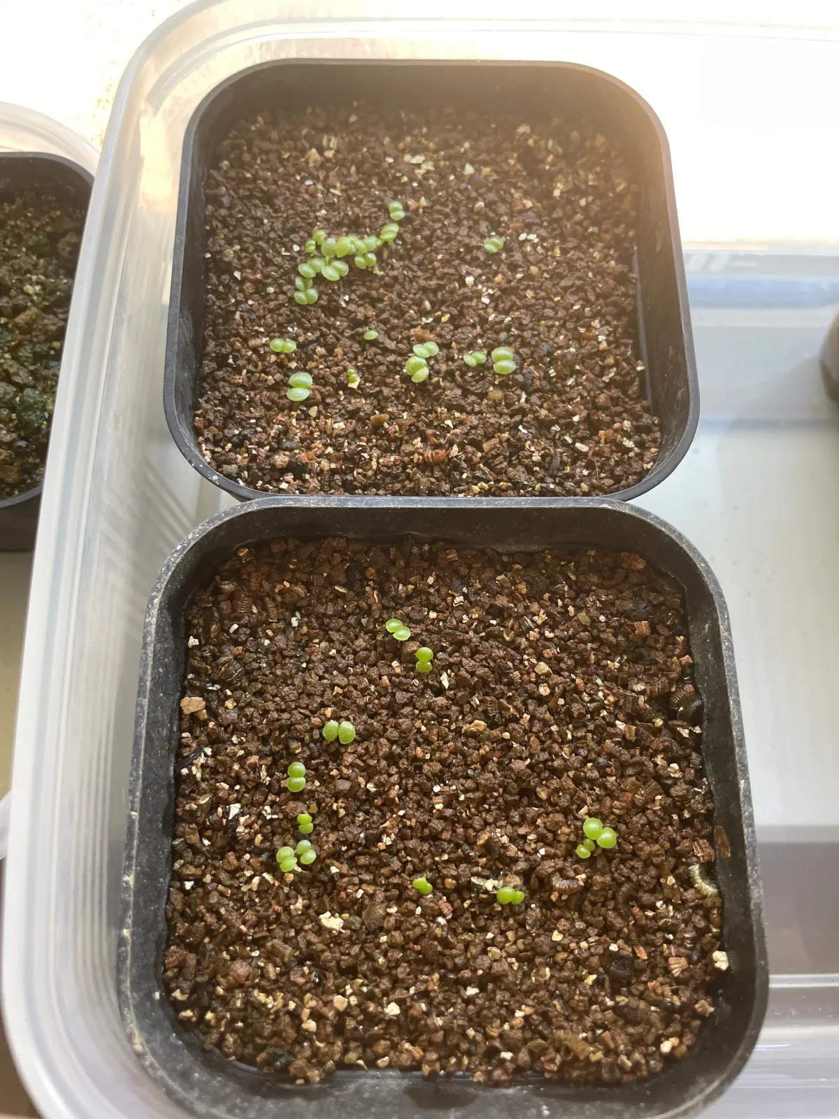 Tylecodon paniculatus (ティレコドン パニクラタス)