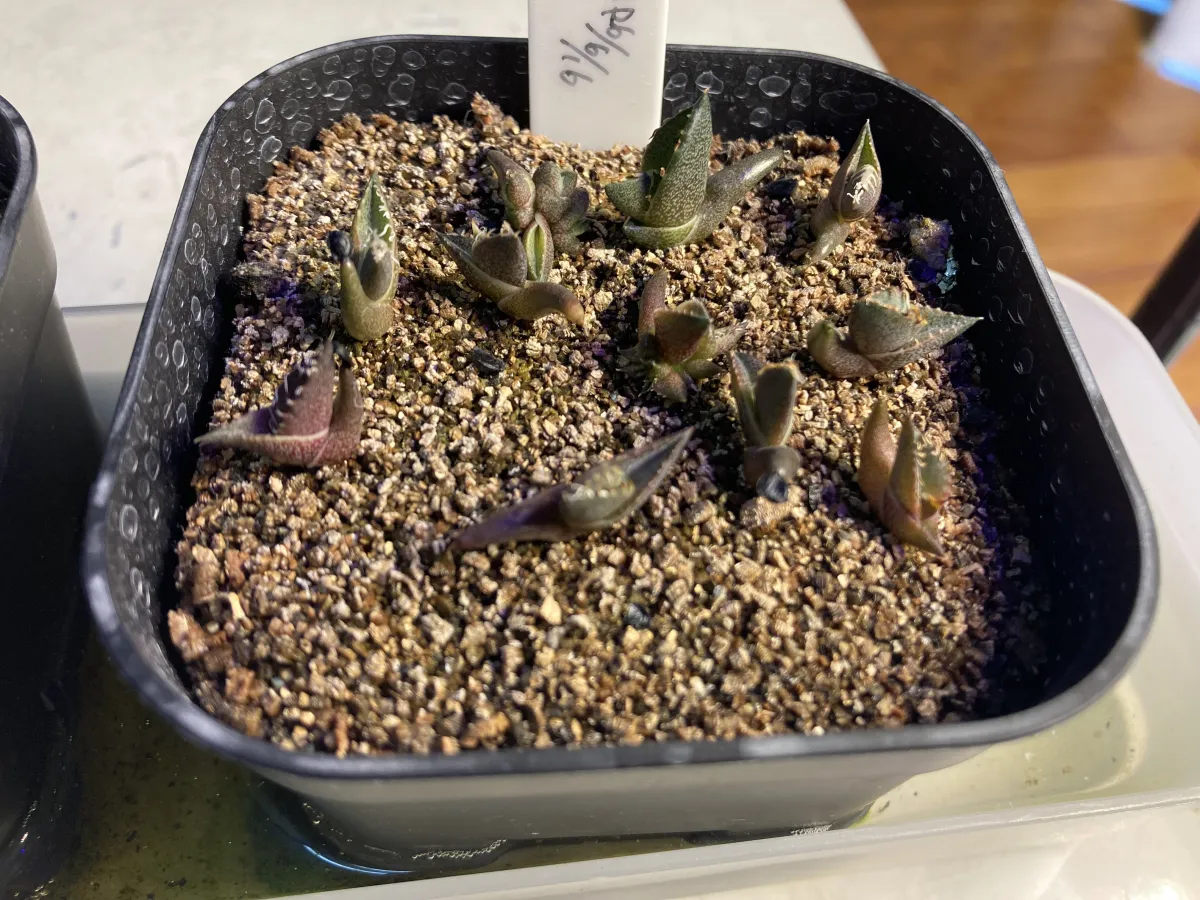 Agave oteroi (アガベ オテロイ)