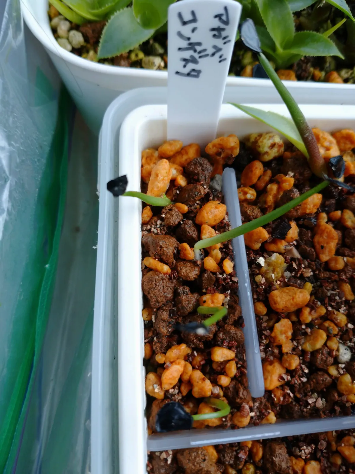 Agave congesta (アガベ コンゲスタ)