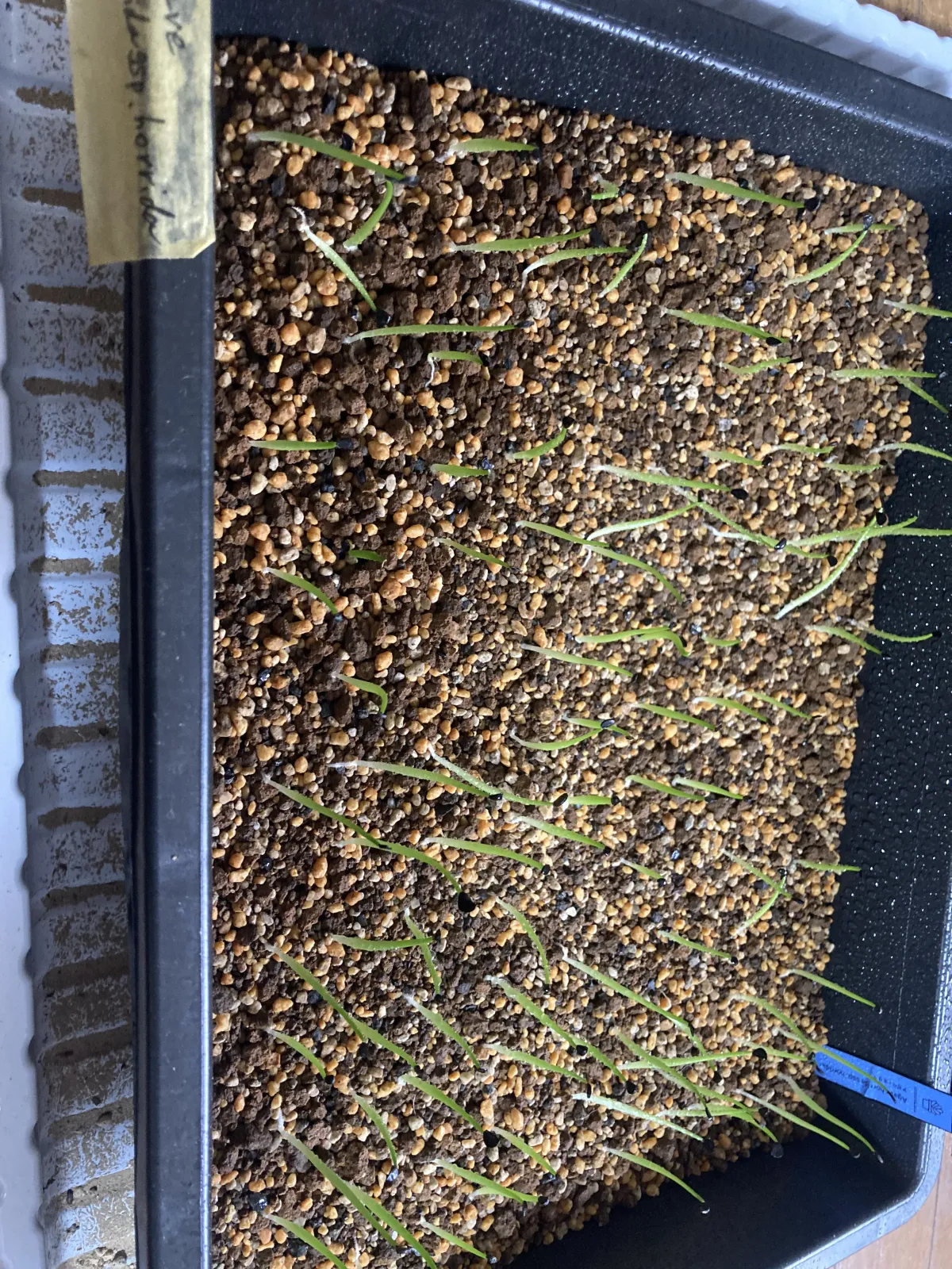 Agave horrida ssp. horrida (アガベ ホリダ)