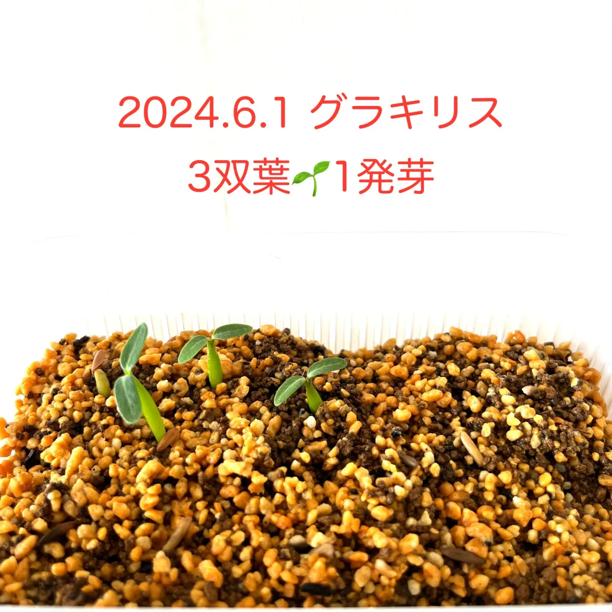 Pachypodium rosulatum var. gracilius (パキポディウム グラキリス)